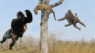 Leopard vs Cheetah Hero Monkey Rescue Antelope From Cheetah hunting  Wild Animals 2018 [upl. by Ainoloppa]