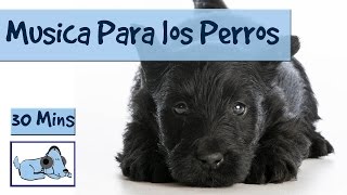 Musica para relajar a tu perro estresado Musicoterapia para perros [upl. by Luisa113]