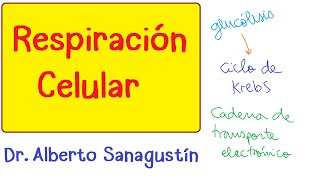 RESPIRACIÓN CELULAR Bioquímica [upl. by Ellohcin439]