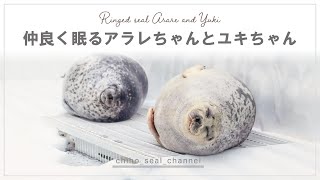 【まるすぎるアザラシ】 仲良く眠るアラレちゃんとユキちゃん（Ringed seal  Arare and Yuki） [upl. by Tiffa]