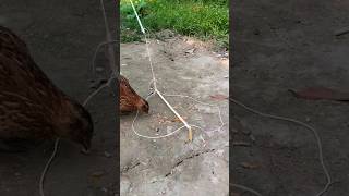 Live DIY Quail Trap shorts amazingtrap [upl. by Rhoda379]