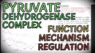 The Pyruvate Dehydrogenase Complex  Function Mechanism and Regulation [upl. by Helms]