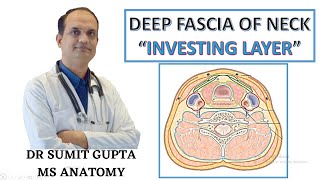 DEEP CERVICAL FASCIA  INVESTING LAYER [upl. by Tivad]