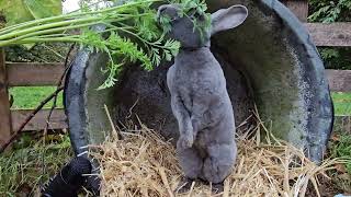 Rabbits Love to Eat Carrot LeavesASMR [upl. by Inaboy]