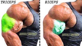 8 Best biceps and triceps AT GYM SUPERSET TRICEPS amp BICEPS [upl. by Damek]