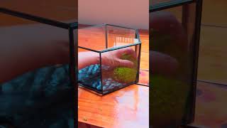 hexagonal moss wall insect terrarium DIY tutorial terrariums insects [upl. by Nivak546]