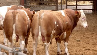 Delfur Simmentals yearling bulls [upl. by Ponce356]