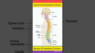 Spinal Cord Anatomy  Spine  Vertebralcolumn spinalcord brainanatomy anatomybrain shorts [upl. by Yenahpets]