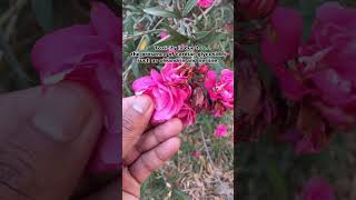 Oleander Poisoning Livestock Nerium OleanderKaner Plant Treatment [upl. by Einnoc]