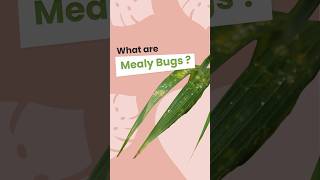 Unmasking Mealy Bugs Your Plant enemies [upl. by Eldoria203]