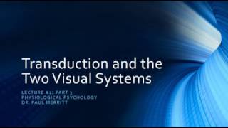 Vision Transduction and the Two Retinal Visual Systems [upl. by Westney]