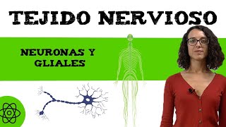 Células del tejido nervioso 🧠 neuronas y gliales [upl. by Ettesel]