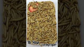 WORMS VS APPLE timelapse worms cacing wormszone fyp viralshorts viralvideo satisfying [upl. by Neelhtakyram]