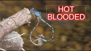 Damselflies Mating and Laying Eggs NARRATED [upl. by Rebekkah812]