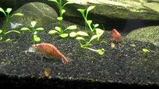 How to care for red cherry shrimp [upl. by Yaffit]