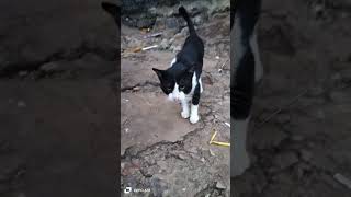 Mow Mow video natureandhisbeautifulthings catvideos catlover cutecat [upl. by Korella354]