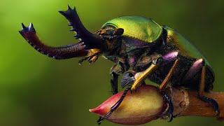 Les Insectes  Des Créatures Fascinantes  Documentaire [upl. by Aihsek]