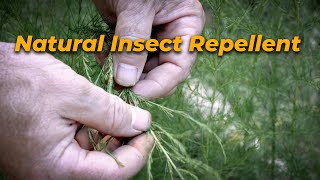 Repel Insects Naturally [upl. by Yedok]