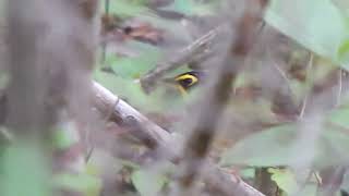 Glimpses of a Kentucky Warbler  Hard to Spot Visitor [upl. by Nonrev]