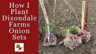 How I Plant Dixondale Farms Onion Sets [upl. by Neelya]