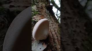 A Complete Guide to Identifying Birch Polypore in the Wild mushroom foraging [upl. by Bamford]