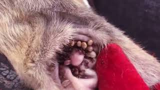 How to remove ticks form dog  Tick removal from dog 64 [upl. by Bink]