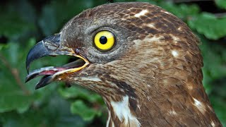 Wanneer een buizerd geen buizerd is maar een wespendief [upl. by Aitnecserc]