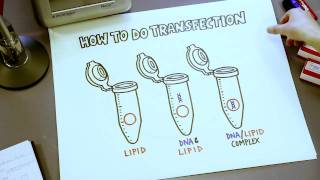 How To Do Transfection Short Overview Illustrated on Bench Paper [upl. by Sivartal]