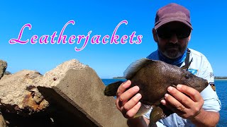 Catching Leatherjackets [upl. by Burack]