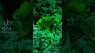 Frogfish frogfish [upl. by Asirram]