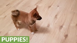 Shiba Inu puppy loses it when owner comes home [upl. by Vachil]