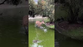 Deer in water with ducks [upl. by Hamilton]