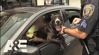 Live PD Illegal Lap Dog Season 2  AampE [upl. by Nauaj492]