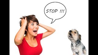 How to Stop Shih Tzu from Barking Excessively  Shih Tzu Housebreaking [upl. by Nazarius936]