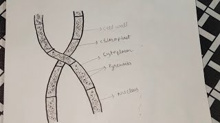 How To Draw Spirogyra Diagram Easily। Spirogyra Diagram। algaespirogyrabiology [upl. by Ayhdiv]