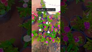 Dianthus chinensisgardening trendingshorts viralshort viralvideoflowers dianthusshortsfeed [upl. by Gerstner]