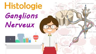 Histologie  les ganglions nerveux  cérébrospinaux  végétatifs  cours de 2 ème année médecine [upl. by Nnahtur]