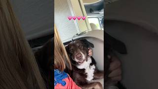 I love ivy soooooo much💗💕🩷dog doglover funny viralvideo aussiedor [upl. by Silvester]