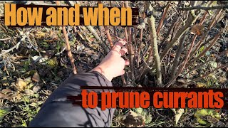 Pruning and Propagating Currants  How and When to Prune Currants [upl. by Desireah]