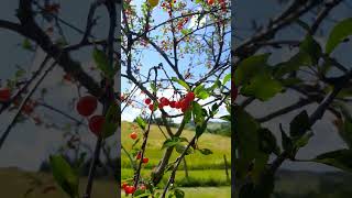 Amarene 2024 🍒  Frutta [upl. by Girard]