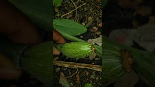 Look friends let me show you the little pumpkin gardening satisfying pumpkin shorts [upl. by Ozneral]