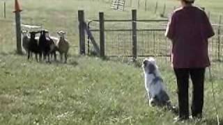 Ella the Australian Shepherd Herding Lesson [upl. by Mailand]