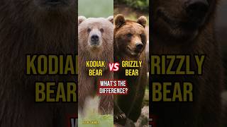 Kodiak bear vs Grizzly bear whats the difference kodiakbear grizzlybear kodiak different bear [upl. by Analah]