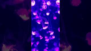 jellyfish aquarium  jellyfish for kids  Flora and fauna shorts viral youtubeshorts [upl. by Haukom]