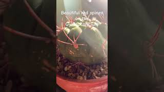 Gymnocalycium showing off red spines cactus gymnocalycium houseplants indoorplants [upl. by Nylzaj]