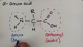 Amino acids [upl. by Sitruc]