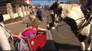 Horses Ace and Maestro with volunteer mounted patrol make appearance in Santee [upl. by Arriec]