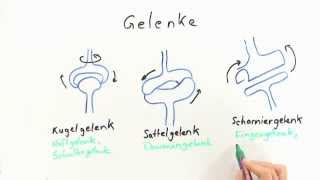 Die Gelenke  Biologie  Humanbiologie [upl. by Aleacem]