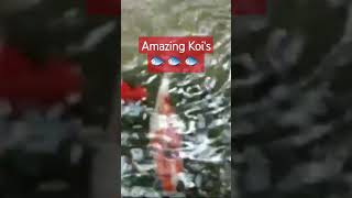 Amazing 👏 Kois 🐟 🐟 🐟 in Centerparcs Netherlands 🇳🇱 family travel holiday [upl. by Notlrak]