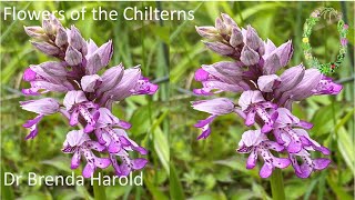 Flowers Of The Chilterns [upl. by Elmo628]